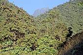 The cloud forest near the Cock of the Rock leks in the Manu reserve 